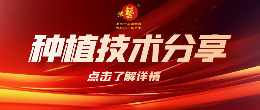 要想種出精品率高的胡蘿卜，這7點(diǎn)要注意！
