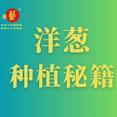 洋蔥種植秘籍：掌握這八點(diǎn)，種出優(yōu)質(zhì)洋蔥！